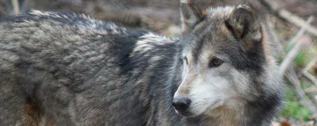 Feature - Howling