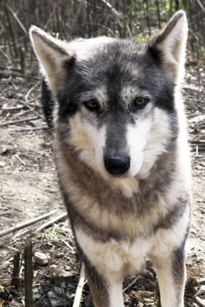 Lakota