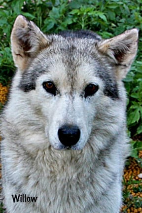 Willow