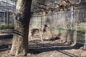 tioga-06-blog