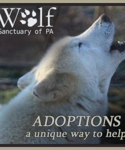 Adopt a Wolf
