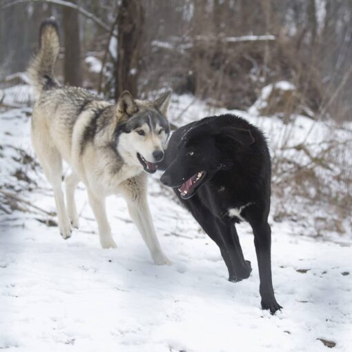 Two wolves out in winter interacting with each other