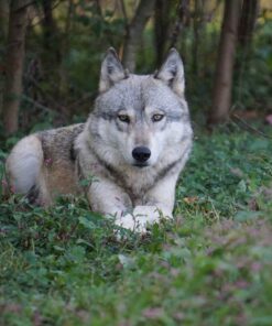 Majestic wolf in nature at our wolf sanctuary