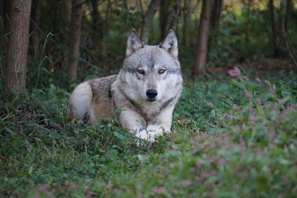 Majestic wolf lying in a Pennsylvania sanctuary