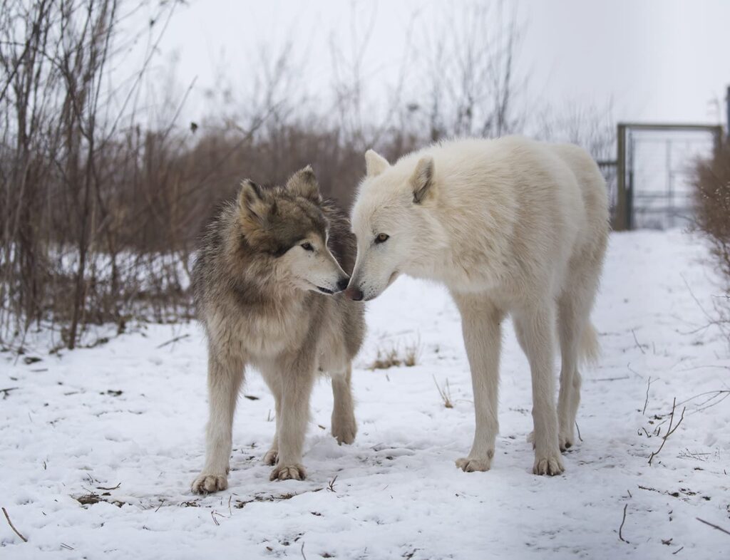 Two wolves in winter snow