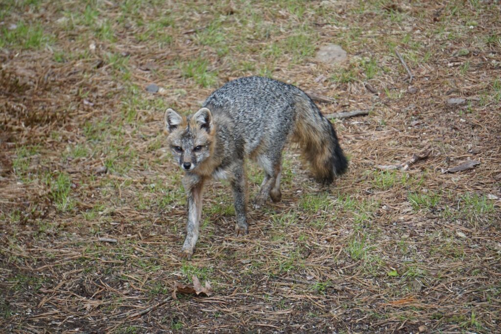 Gray fox walking